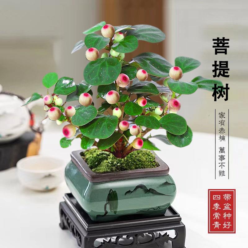 小盼菩提树盆栽植物室内花卉禅意摆件新中式办公室内桌面绿植盆景