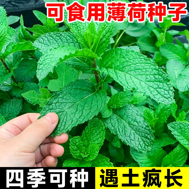 【满5包包邮】可食用薄荷种籽子室内室外盆栽留兰香柠檬猫薄荷四季