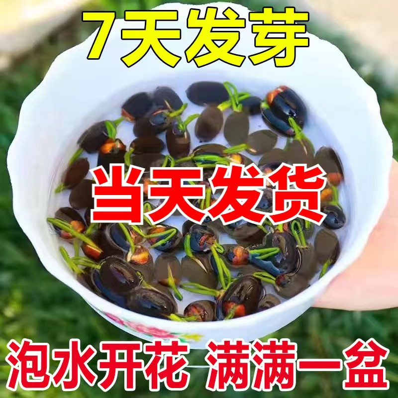 五包起发一包10个左右花材泡水开花7天发芽日常分享碗莲种子