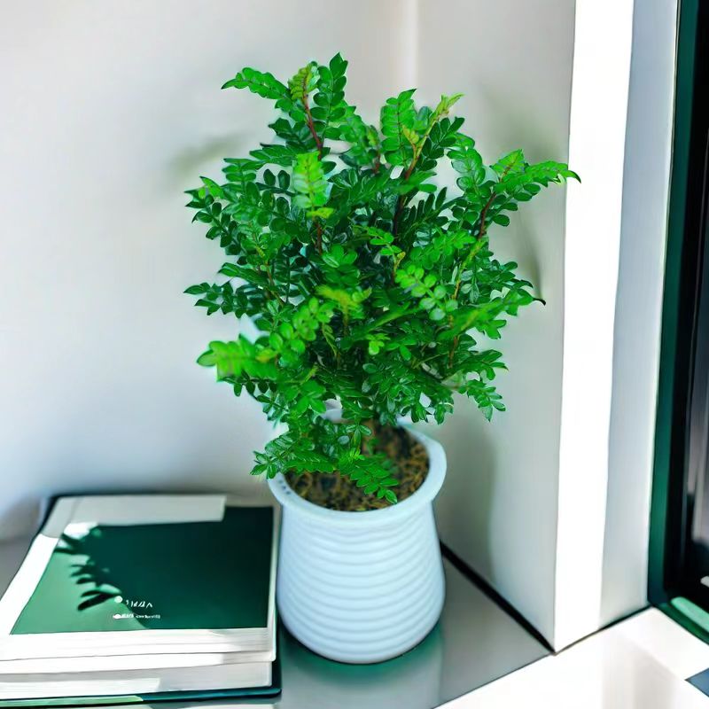 清香木胡椒木盆栽花卉室内办公室驱蚊草植物树苗老桩盆景花卉绿植