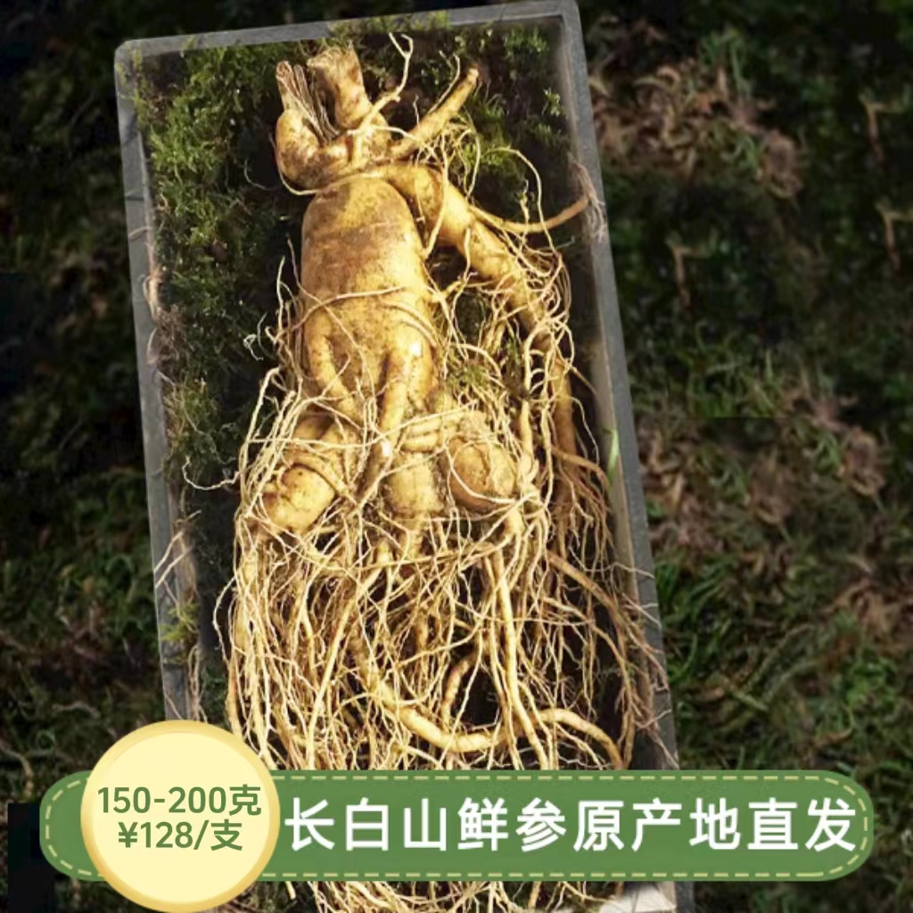吉林长白山新鲜人参150-200克 1支  包邮