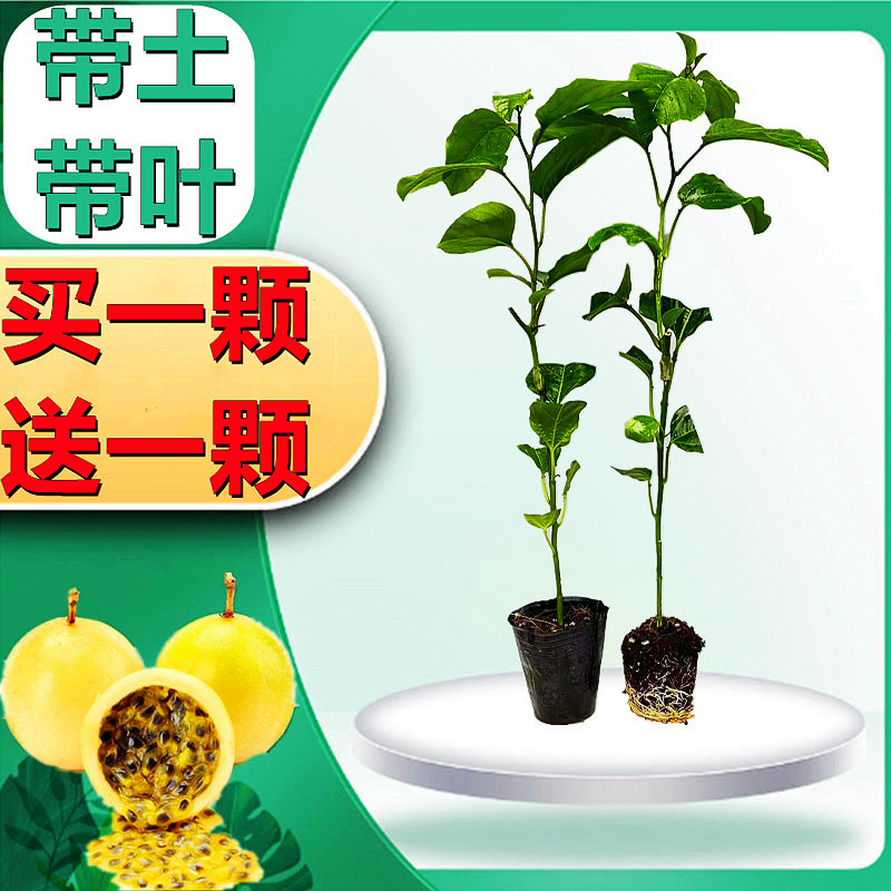 钦蜜9号百香果苗嫁接果树苗当年结果台农四季生长苗木盆栽种植