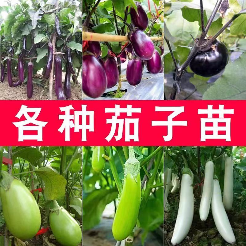 【9块9 10棵】茄子苗紫长茄子苗黑长茄苗杭茄苗紫圆茄苗青茄苗盆栽