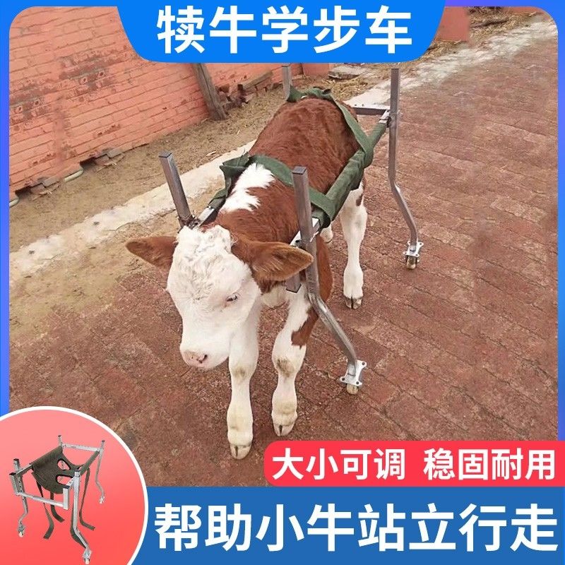 牛犊学步车起立架小牛康复车犊牛学步车加厚加固小牛站立学步用