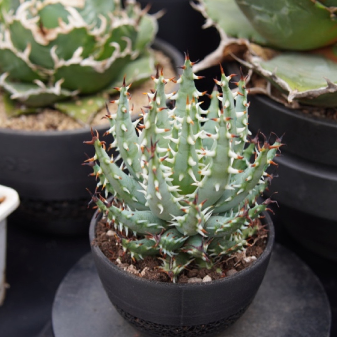 「黑魔殿」TPL块根植物窗台美观种植潮流多肉植物新号开播福利