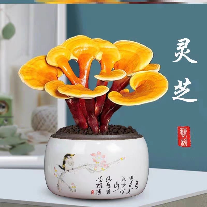活体灵芝（灵芝盆景）带菌包发货寓意富贵价值简单观赏通风种植