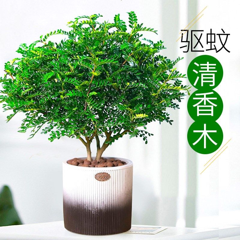 【驱蚊虫】清香木盆栽室内花卉植物净化空气除甲醛绿植提神胡椒木