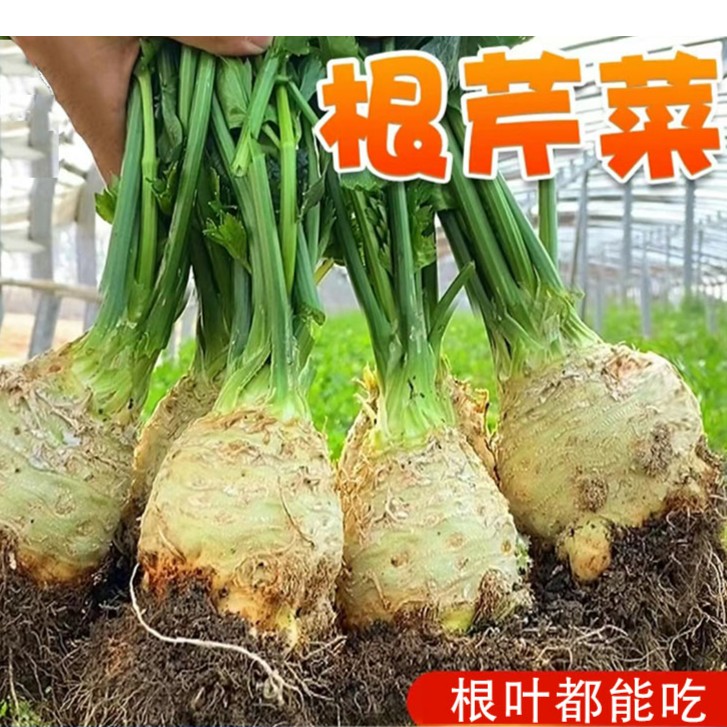 【首单直降】根芹种子阳台盆栽块芹洋芹球塘蒿蔬菜莱种籽高产四季