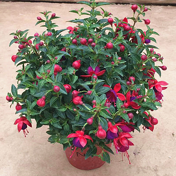 精品年宵花【重瓣倒挂金钟】盆栽灯笼花棒棒糖大红花园艺稀