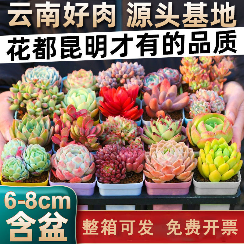 云南多肉植物带盆大量昆明大棚绿植盆栽微景观肉肉组合摆地摊