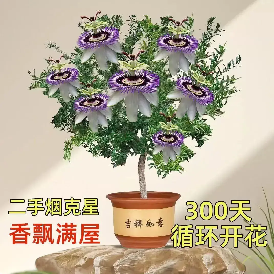 四季开花醉美人耐寒耐热室内外浓香大花型重瓣花卉好养植物懒人花