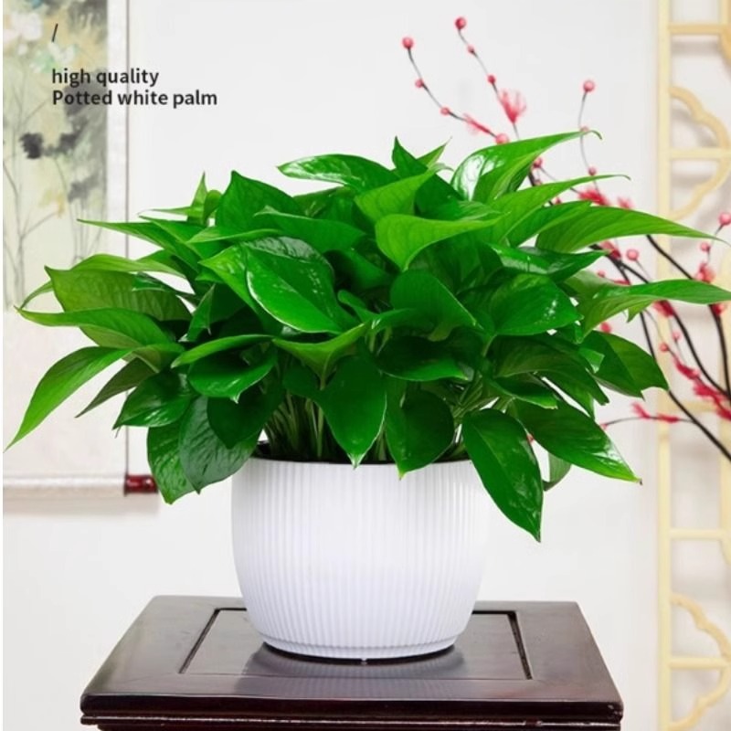 绿萝盆栽室内花卉植物新房吸除甲醛绿植绿箩水培长藤客厅办公桌