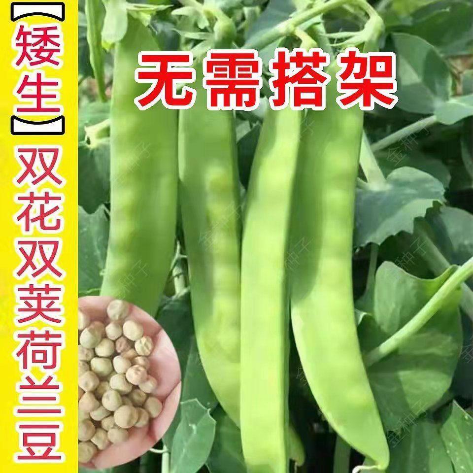 矮生阳台双荚荷兰豆种子草莓不搭架软荚荷兰豆种籽耐寒季草莓种植