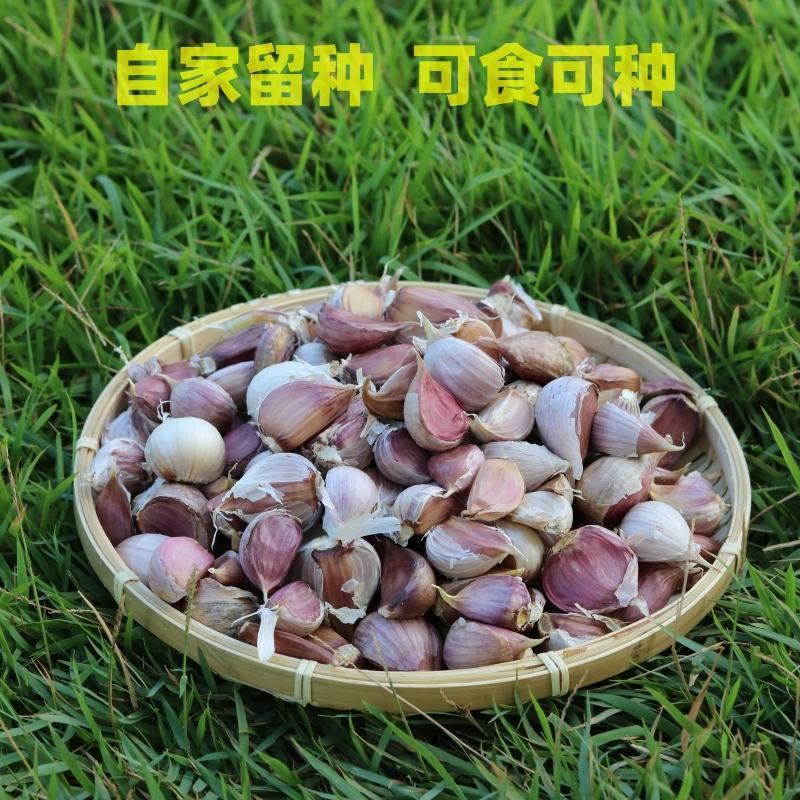 云南大理紫皮大蒜干蒜香蒜紫皮蒜种籽出蒜苔蒜苗可吃可种老品种子
