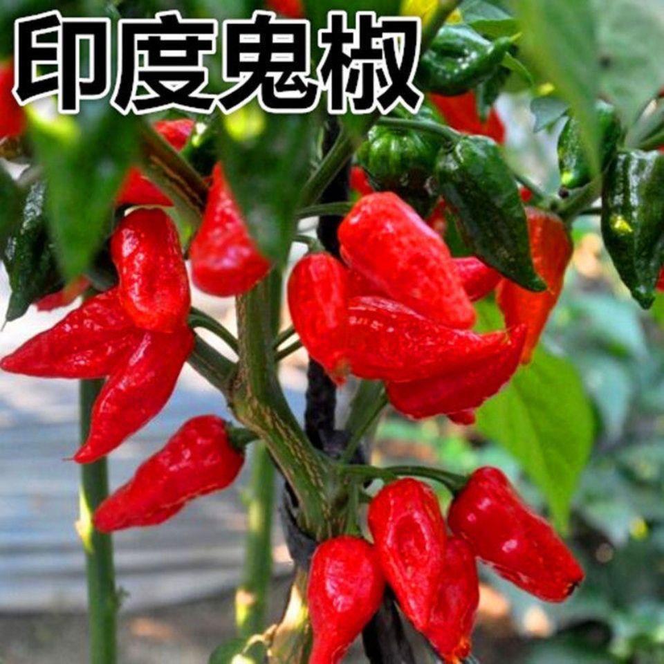印度魔鬼椒种子特辣超级辣魔鬼辣椒种子菜园阳台种植辣椒籽四季蔬