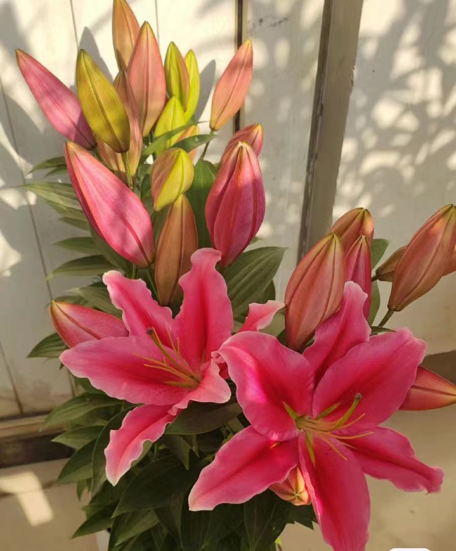马龙 香水百合盆栽观赏花春季阳台庭院客厅清香美观盆栽