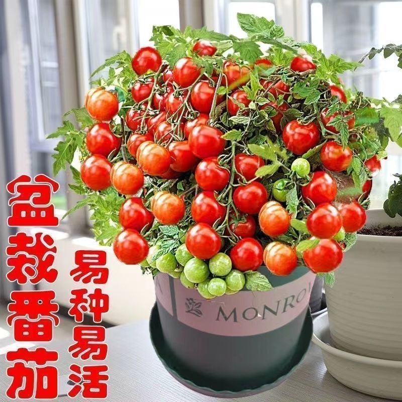 番茄种子矮生小番茄西红柿种籽苗盆栽阳台盆栽蔬菜水果四季播种