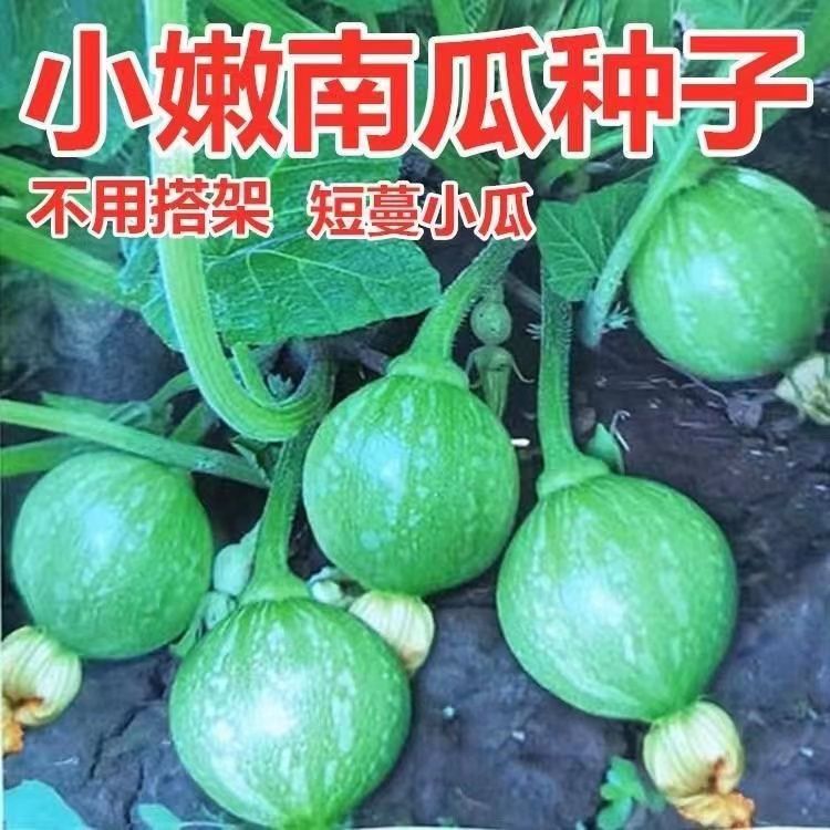 早嫩南瓜种子一串铃小南瓜种子四季春秋高产无蔓绿珠南瓜蔬菜种子