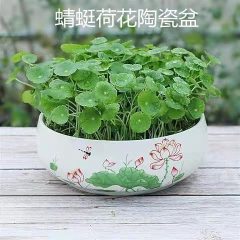 铜钱草种子水培办公室盆栽花卉绿植金钱草绿萝吊兰植物铜钱草种子