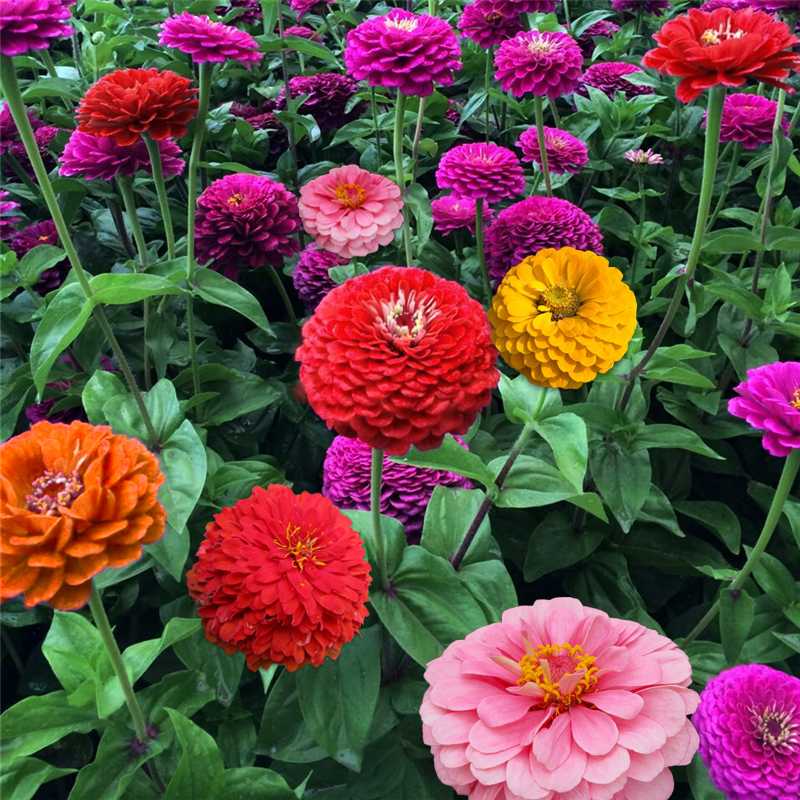 百日草混色四季开花花籽景观盆栽花卉混色重瓣百日菊花籽野花种孑