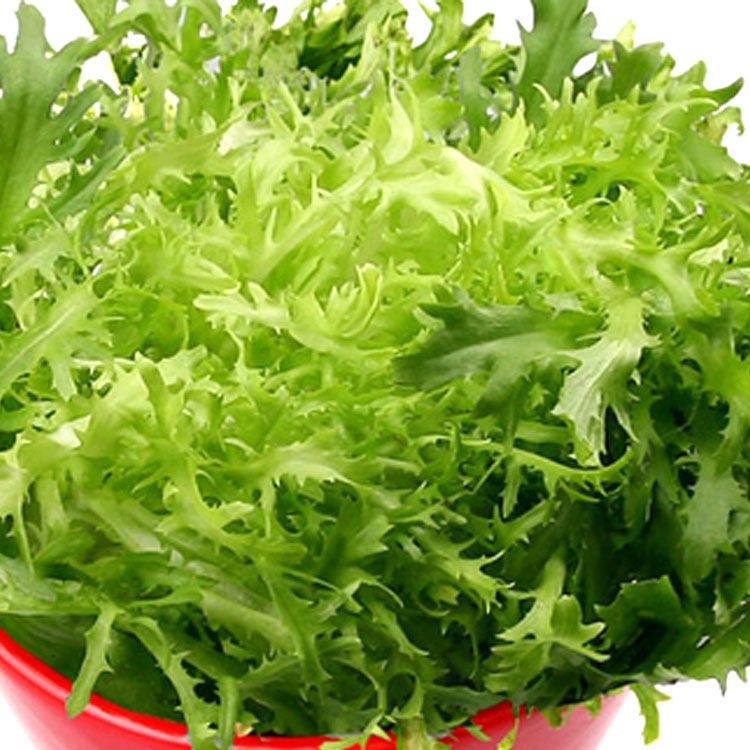 苦菊菜种子夏秋季耐热黄心沙拉菜生菜苦苣种籽盆栽阳台蔬菜种子