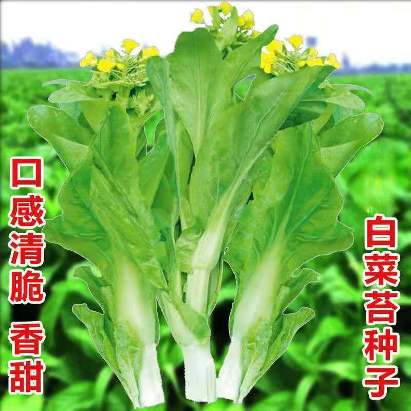 早熟甜脆白菜苔种籽白菜心种子四季种苔菜花蔬菜种子