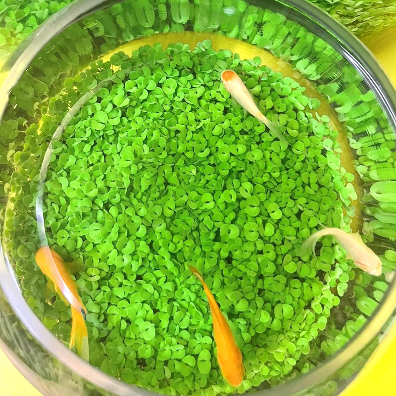 水草种子水草缸水草种籽造景套餐懒人四季水族箱四季增