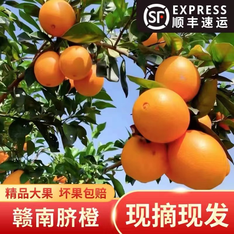 赣南原产地脐橙新鲜阳光甜橙应季现摘水果农家