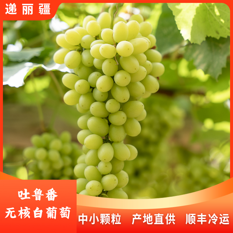 新疆吐鲁番当季新鲜水果无核白葡萄无籽皮薄脆顺丰冷运分仓发货