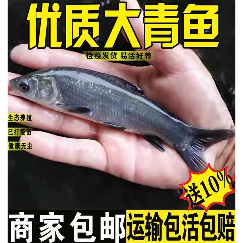 大规格青鱼苗螺蛳青黒魭鱼灰草鱼乌鲩鱼活体淡水池塘套养四大家鱼