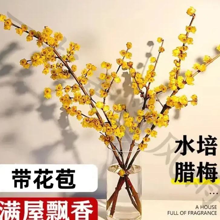 年宵花高档梅花枝遇水开花冬季鲜花梅花水培新年装饰干枝梅花耐寒