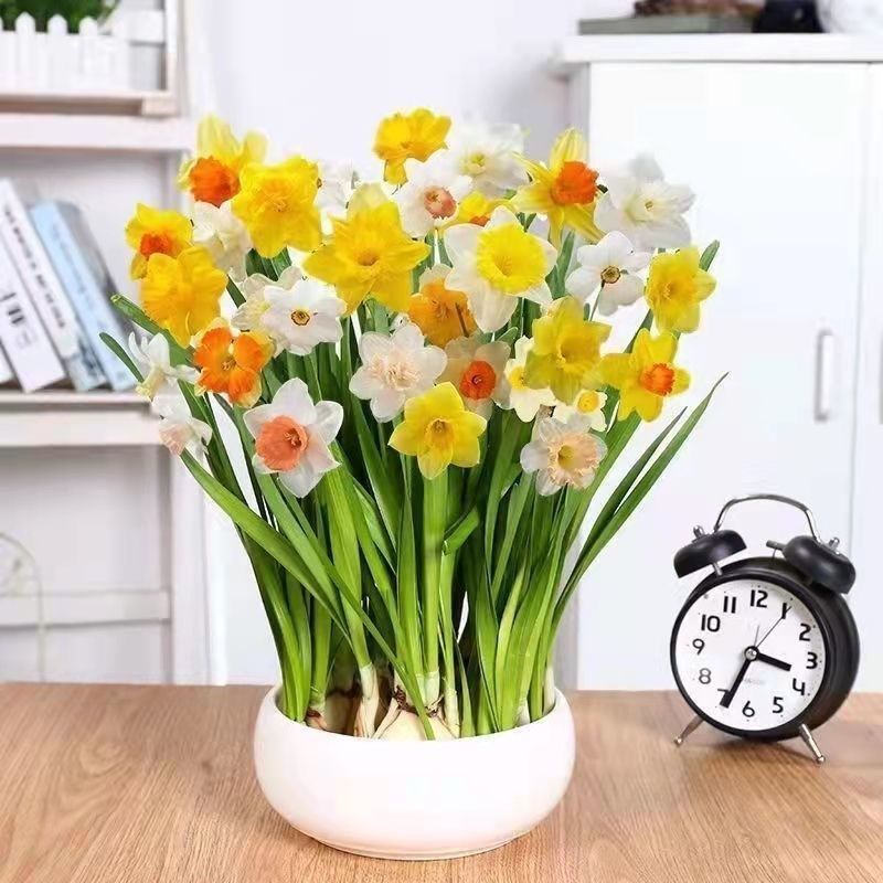 水仙花球盆栽水养水培土培耐寒植物室内浓香观赏花卉绿植水仙种球