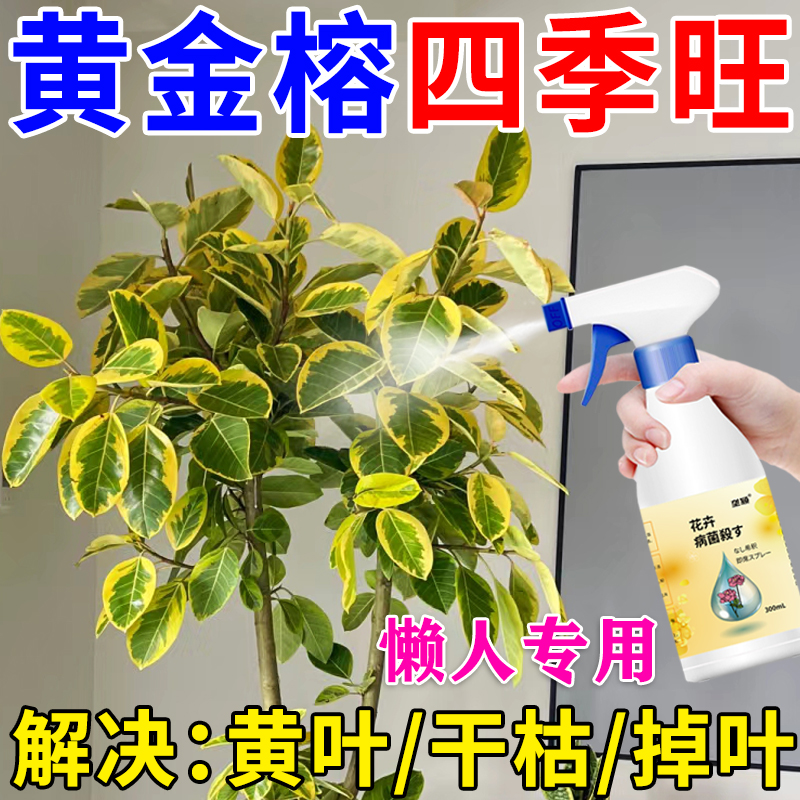 榕树四季旺】黄金榕专用营养液防黄叶枯叶黑斑烂根盆栽专用液体肥