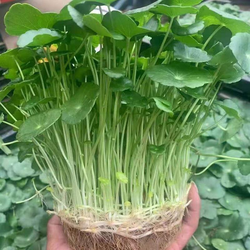 铜钱草种子金钱草种籽水培土培种子均可种植盆栽庭院