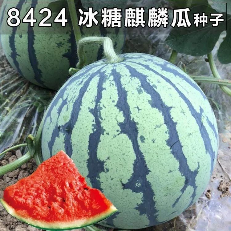懒汉瓜王西瓜种子高产甜早熟四季播种少籽农科院西瓜水果种籽