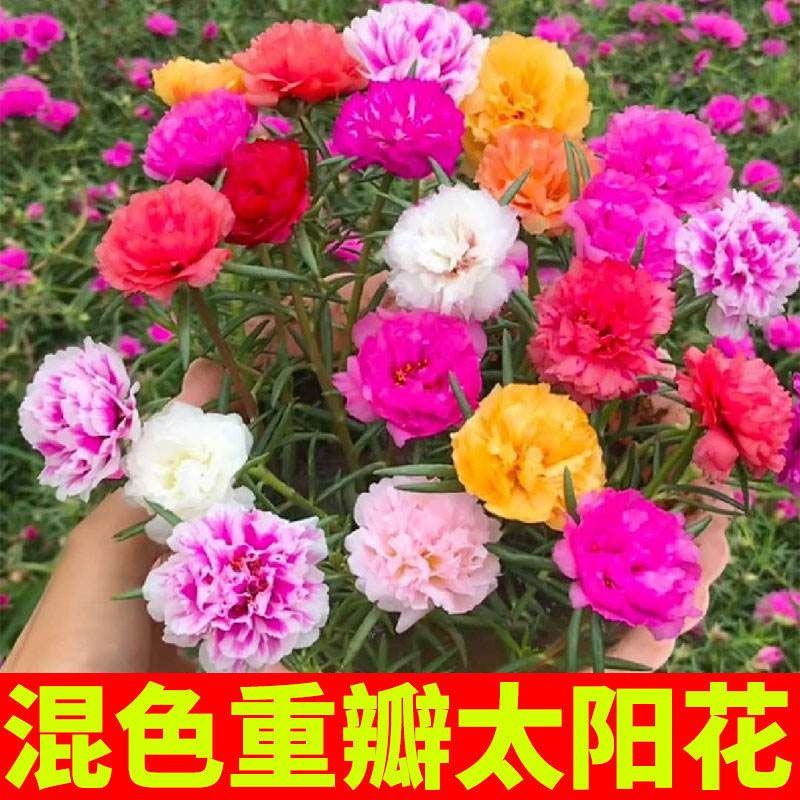 重瓣太阳花种子活四季开花室外庭院花园花籽
