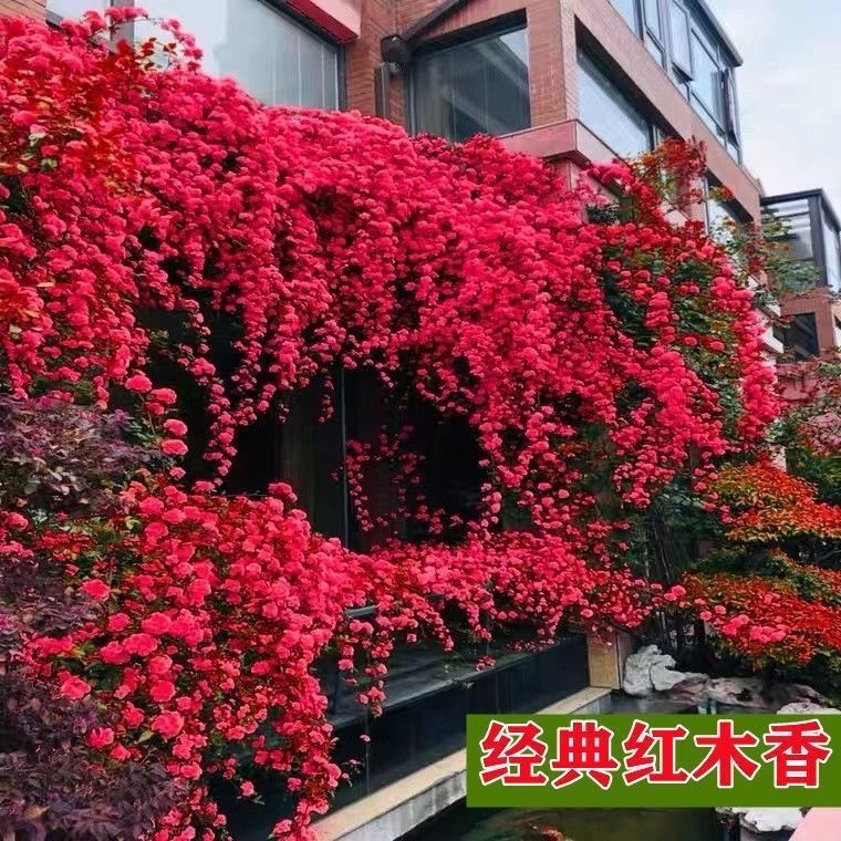 蔷薇种子爬藤爬墙四季播浓香大花月季花庭院室内外耐热耐寒