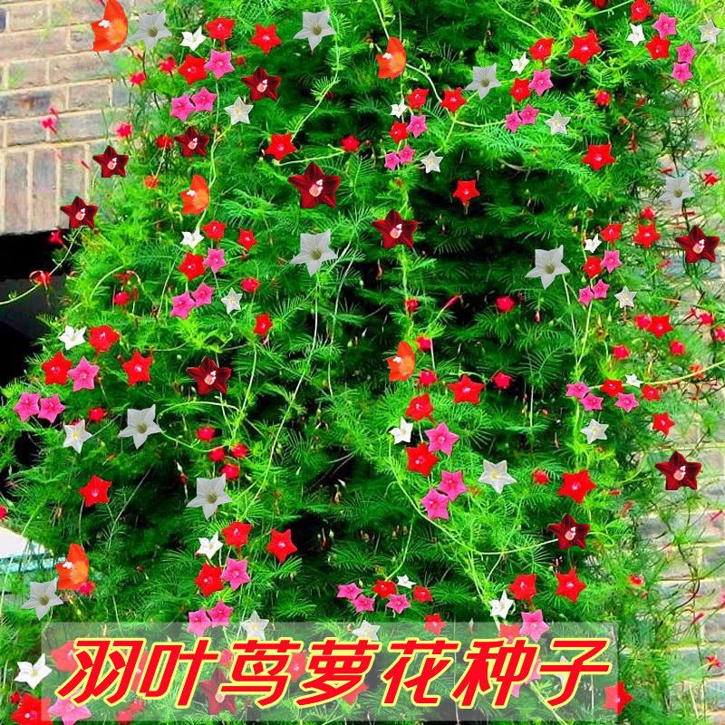 羽叶茑萝五角星花粉白红援爬藤庭院阳台遮阴盆栽四季播花卉庭院