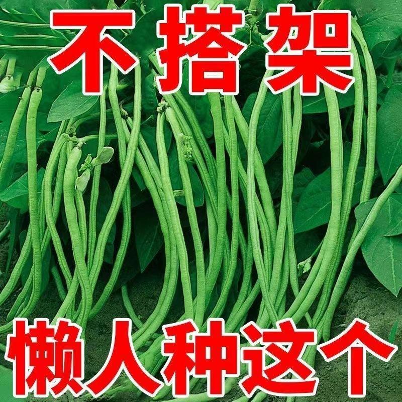 无架长豆角种子不用搭架子的长豆角蔬菜种籽四季播种长豇豆庭院