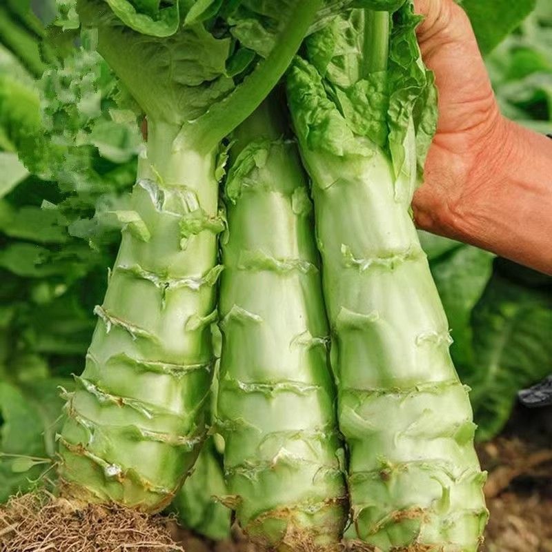 四季莴笋种子清香莴苣种籽高产阳台盆栽青菜种植秋冬蔬菜种孑大全