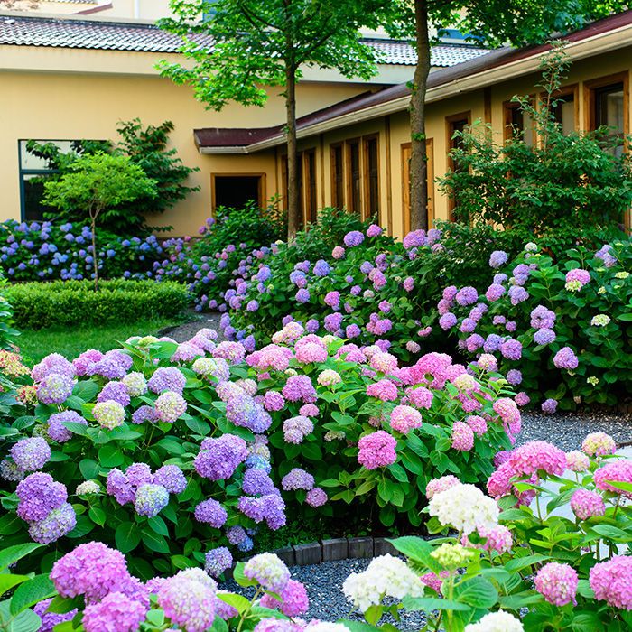 绣球花种子花种四季开花易活花籽盆栽庭院室内外花草植物花种籽