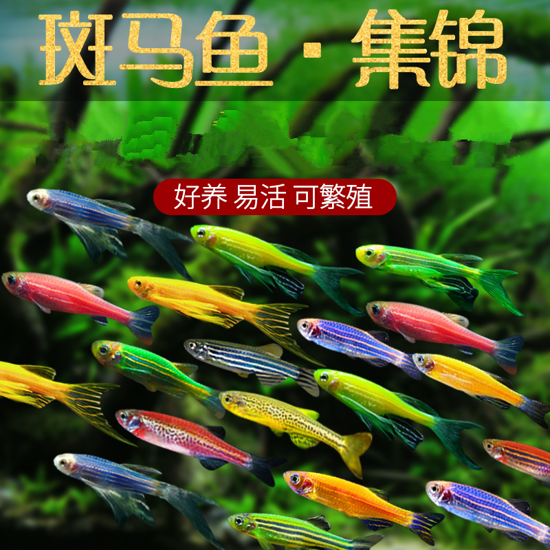 斑马鱼长尾长鳍蝶翼斑马鱼红斑马活体草缸淡水小型热带观赏鱼活体