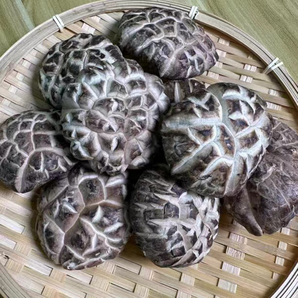 龟壳菇断木香菇炒肉炖汤