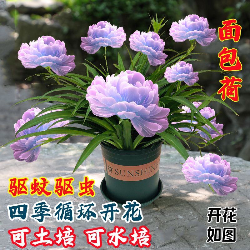 新款耐热浓香花卉面包荷种球四季开花室外水培植物驱蚊驱虫土培花
