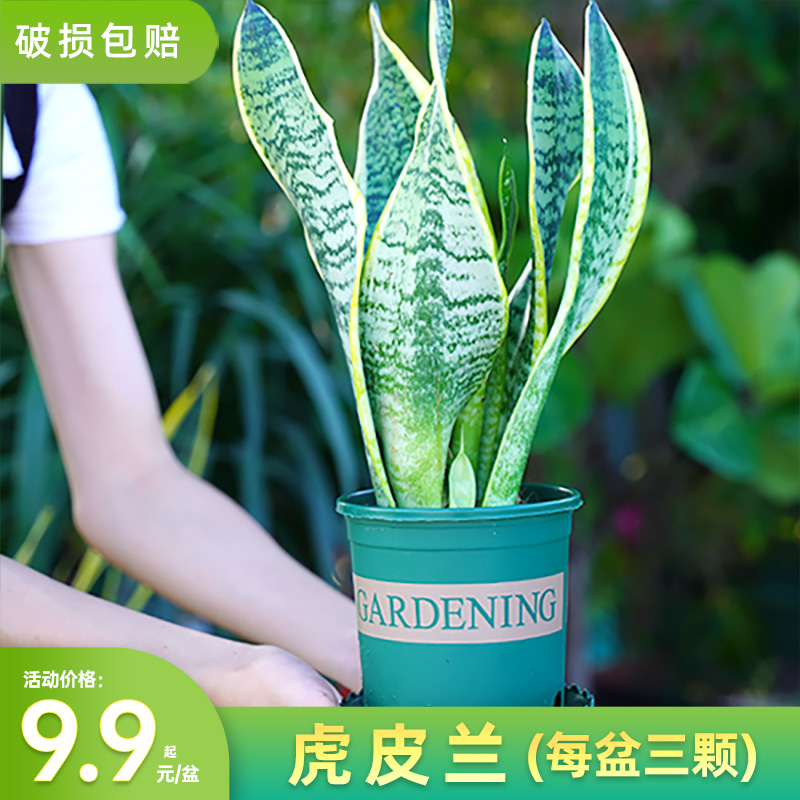 金边虎皮兰盆栽多肉易活水培植物绿植办公室内花卉大全客厅虎尾兰