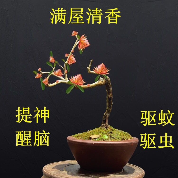 【四季开花】天然檀香苗聚财盆栽花卉南北方室外种植耐寒驱蚊防虫花