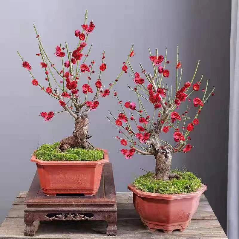 耐寒腊梅【带花苞】20天开花浓香梅花地栽树苗四季开花卉室外绿植花