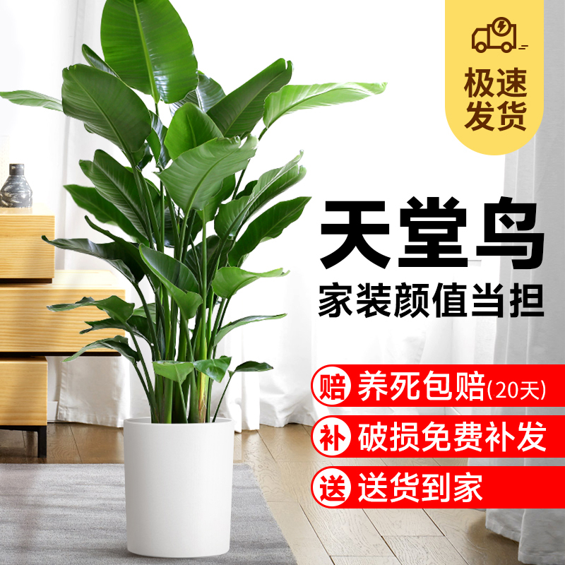 天堂鸟客厅大棵高端绿植盆栽摆件室内摆件观叶植物鹤望兰庭院耐活