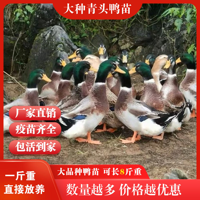 【一斤重发货】大种青头鸭苗麻鸭苗水鸭苗田鸭苗批发零售包邮