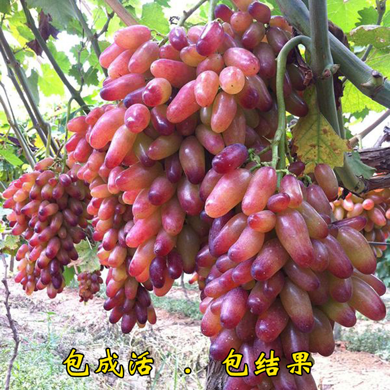 新品热卖台湾福冈嘉宝果苗大果树葡萄耐寒南北方庭院盆栽树苗广东